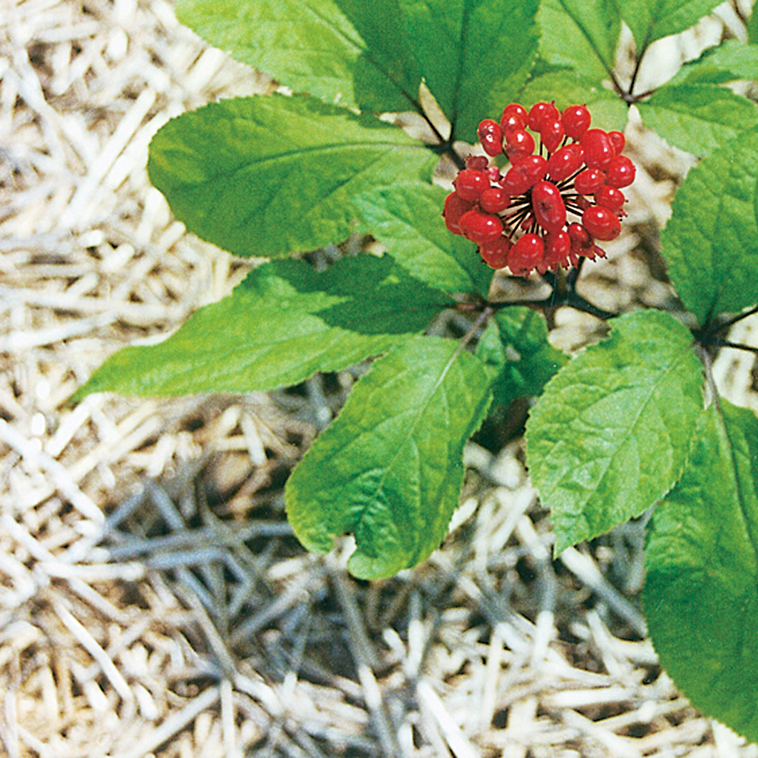 Ginseng Extract