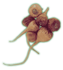 Maca Extract